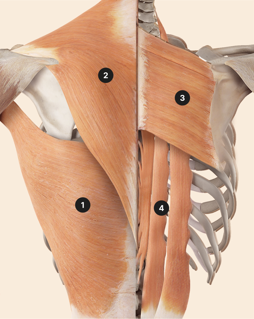 Die Abbildung zeigt nummeriert die Muskel(gruppe)n Latissimus Dorsi - Breiter Rückenmuskel (1), Trapezius - Trapezmuskel (2), Rhomboideus minor und major - Rautenmuskel(3) und Erector Spinae - Rückenstrecker (4), wie sie sich auf dem Rückenskelett vor beigem Hintergrund überlagern.