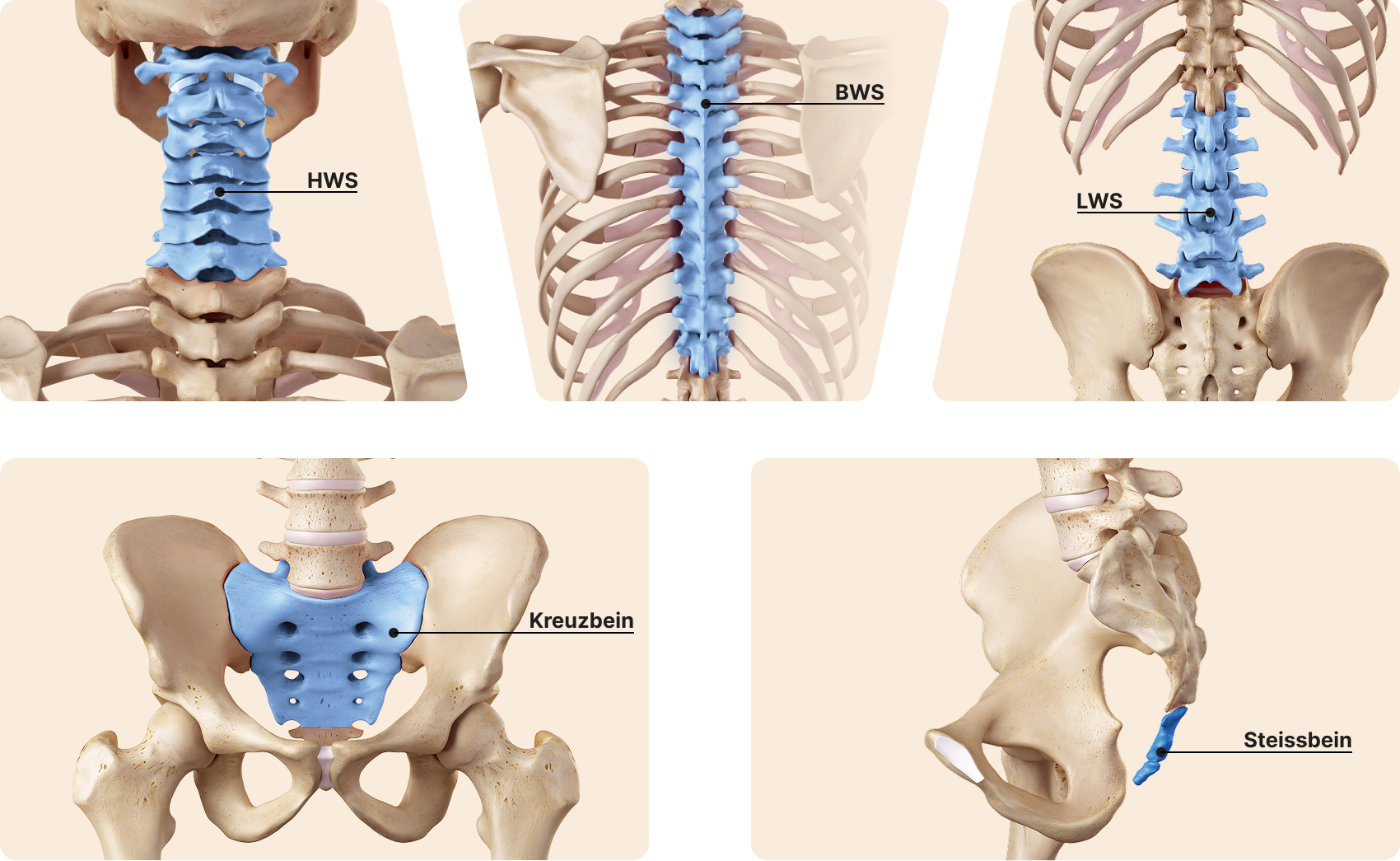 Die Abbildung zeigt in fünf Einzelbildern die Wirbelsäule unterteilt in die Abschnitte Halswirbelsäule, Brustwirbelsäule, Lendenwirbelsäule, Kreuzbein und Steißbein, jeweils blau hervorgehoben vor beigem Hintergrund.