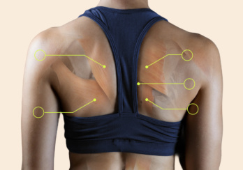 Der Rücken einer Frau mit dunkler Haut ist zu sehen, von Lendenwirbel bis Halswirbel. Sie trägt ein Sportoberteil und durch die Haut sind per Fotobearbeitung leicht die Muskeln des Rückens erkennbar. Striche deuten auf die Muskeln und im Artikel werden die Muskelgruppen genauer benannt und erklärt.