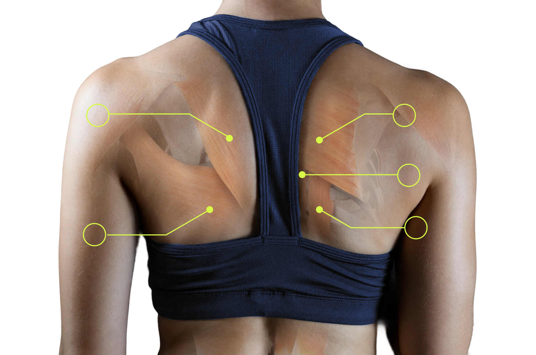 Die wichtigsten Muskelgruppen fürs Rückentraining